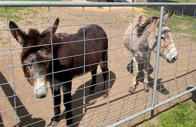 The Good Samaritan Donkey Sanctuary in Glen William sending donkeys to the Melbourne Royal Show