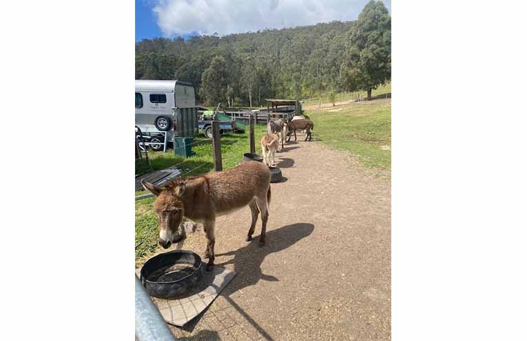 Abraham, Cricket, Milo, Zac, and Whisky, part of the Special Care Boy paddock.