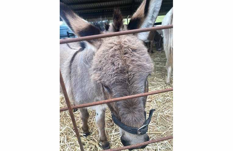 Izzadore (Izzy), one of the travelling donkeys headed for the Melbourne Royal Show.