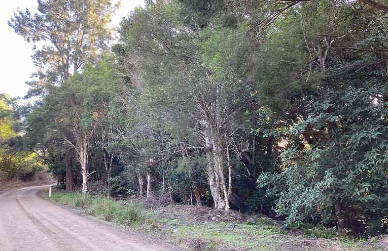 Clearing privet and choking vines from the bush off Windeyer Street by Sustaining the Williams Valley Landcare group volunteers has revealed red cedars, sandpaper figs and red Kamala trees planted two decades ago.