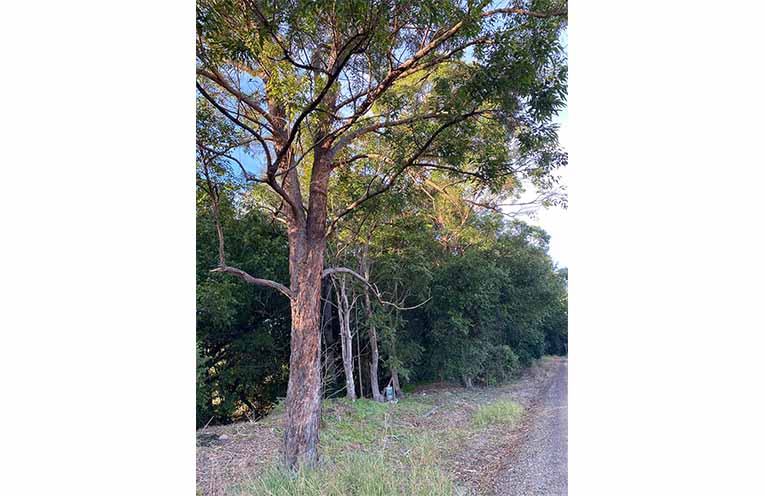 Sustaining the Williams Valley Landcare group volunteers have uncovered ‘sleeping beauties’ in the form of red cedars, sandpaper figs and red Kamala trees in roadside land off Windeyer Street, Dungog.