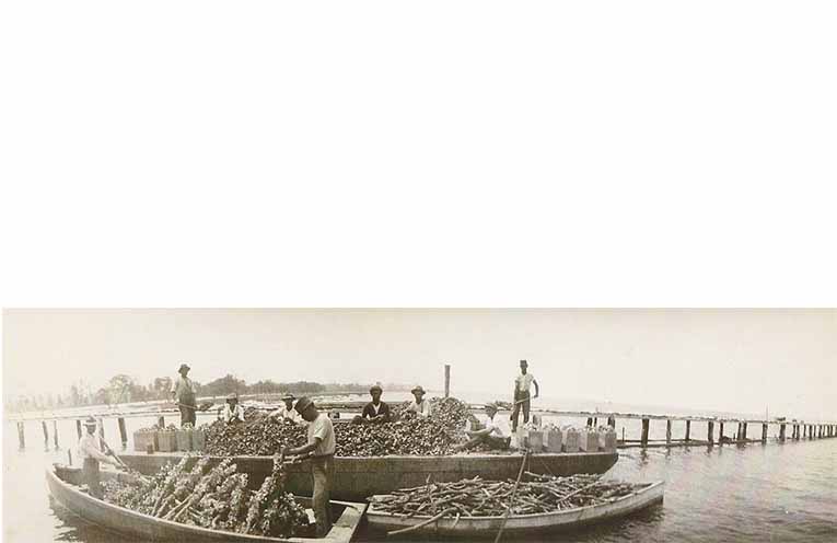King Billy Ridgeway, sons and grandsons culling oysters at Pindimar 1915. Large numbers of Worimi people formed a trusted and extremely competent work force in the local oyster industry for many years. Photo: Supplied by John Clarke.