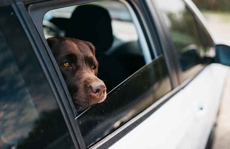 Dogs at risk as hot car laws languish in Parliament