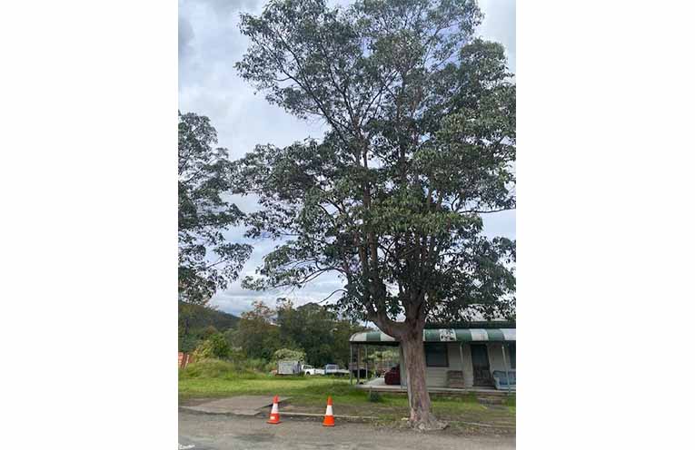 Paterson tree, opposite Paterson Chemist.
